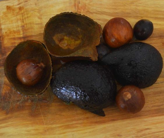 Getting Started with Natural Dyes: Avocado Dye
